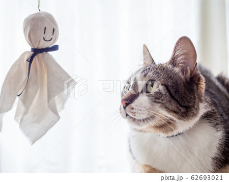てるてる坊主を見つめる猫 62693021