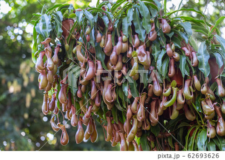 Nepenthes, Tropical pitcher plants and monkey cups (nepenthaceae) in garden. Nepenthes, Tropical pitcher plants and monkey cups (nepenthaceae) in garden. 62693626