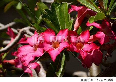 マンデビラ 62694300