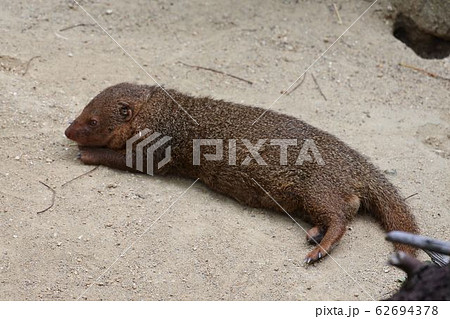 コビトマングース　地面の上に長く寝そべる 62694378