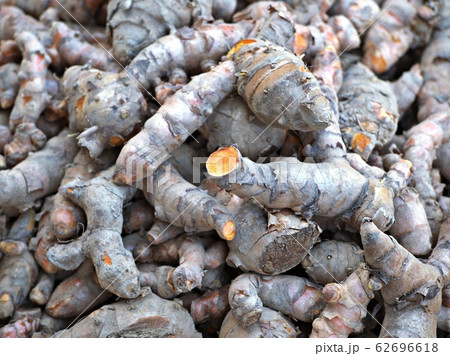 Fresh turmeric rhizome Before processing into herbal medicine. 62696618