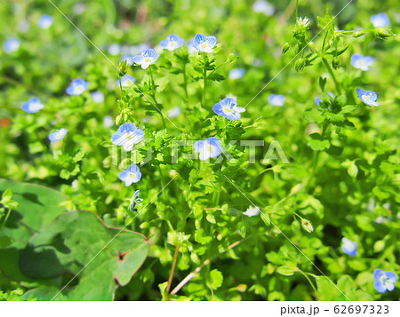 (生薬・ハーブ)オオイヌノフグリ (生薬・ハーブ)オオイヌノフグリ 62697323