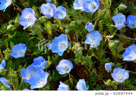 沢山のネモフィラの青い花が咲く草地のネモフィラの花をアップで撮影した写真の写真素材