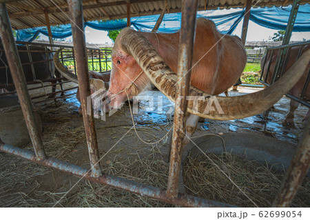 the old Albino buffalo. the old Albino buffalo. 62699054