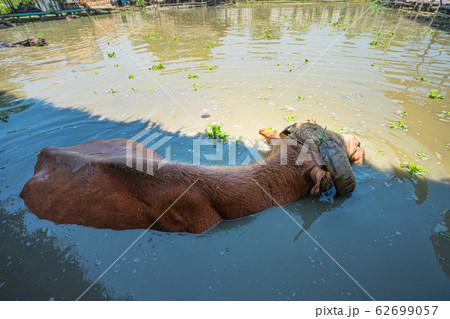 .the Albino buffalo in the pool .the Albino buffalo in the pool 62699057