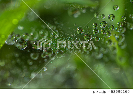 Dews drops on the spider web Dews drops on the spider web 62699166