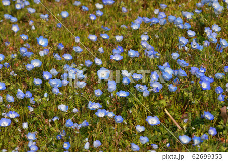 沢山のネモフィラの青い花が咲く草地のネモフィラの花をハイアングルで撮影した写真 沢山のネモフィラの青い花が咲く草地のネモフィラの花をハイアングルで撮影した写真 62699353