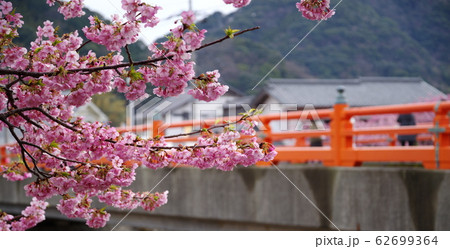 河津桜と赤い橋 河津桜と赤い橋 62699364