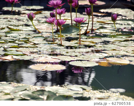 Beautiful lotus background Beautiful lotus background 62700538