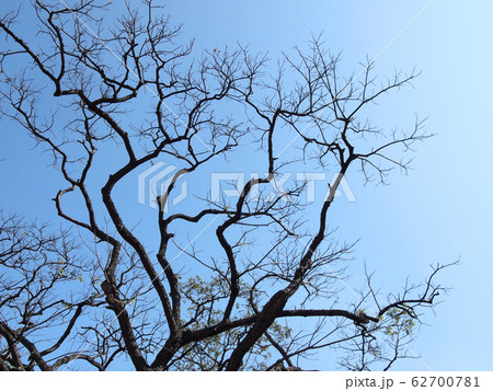 Silhouette tree Silhouette tree 62700781