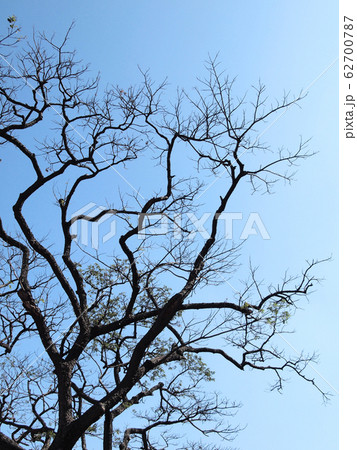 Silhouette tree 62700787