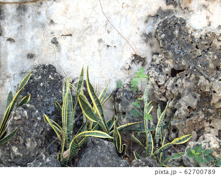 plant grows in old wall plant grows in old wall 62700789