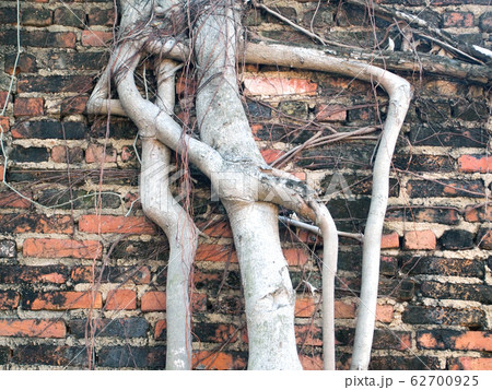 root wood covered brick wall 62700925