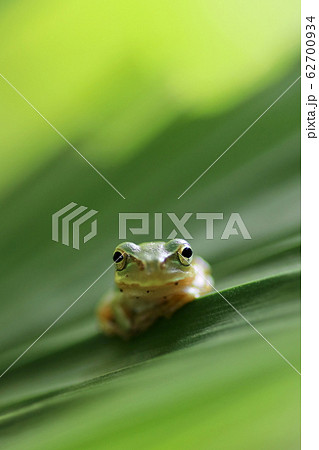 ニホンアマガエル ニホンアマガエル 62700934