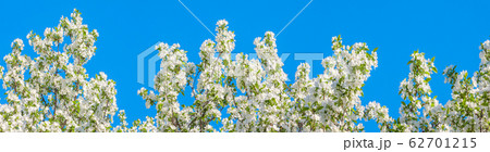 panorama of spring flowering tree white flowers panorama of spring flowering tree white flowers 62701215