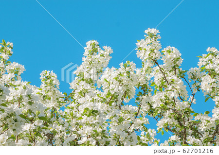 spring flowering tree white flowers spring flowering tree white flowers 62701216
