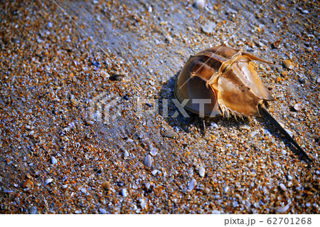 Horseshoe Crab on the coast covered by seashells Horseshoe Crab on the coast covered by seashells 62701268