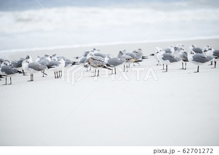 Flock of seagulls at the ocean beach 62701272