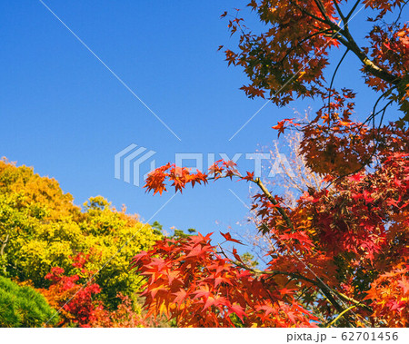 秋 紅葉 空 62701456