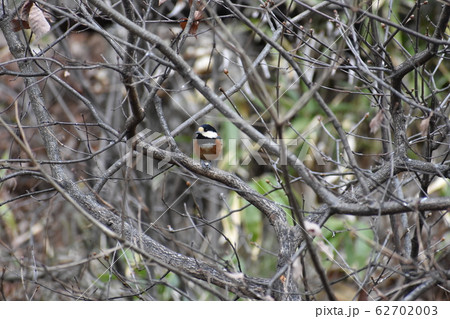 野鳥 62702003