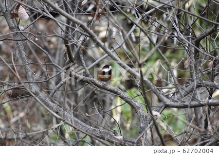 野鳥 野鳥 62702004