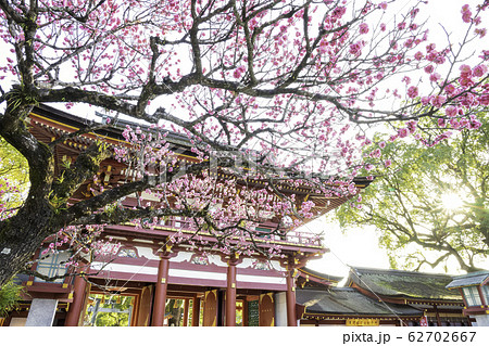太宰府天満宮 美しい梅の花と楼門 62702667