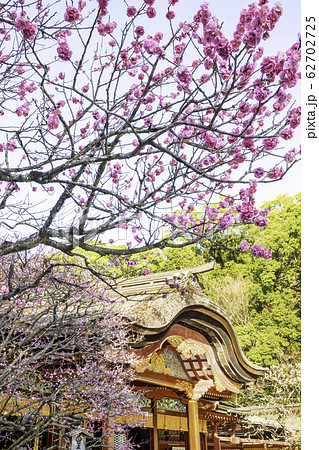 梅の花が満開の太宰府天満宮 の写真素材