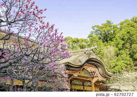 梅の花が満開の太宰府天満宮　 62702727