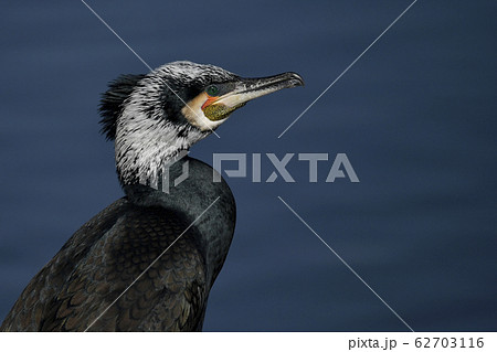 婚姻色のカワウ 62703116