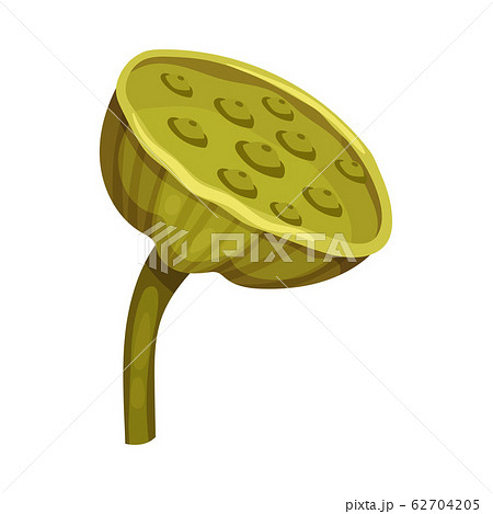 Green Lotus Fruit with Seeds Isolated on White Background Vector Illustration 62704205