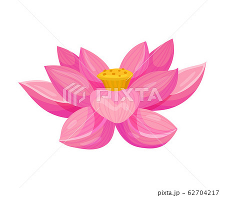 Lotus Flower with Large Showy Petals Isolated on White Background Vector Illustration 62704217