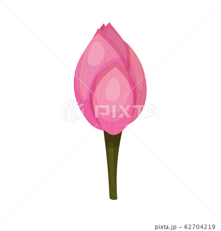 Closed Bud of Lotus Flower with Pink Petals Isolated on White Background Vector Illustration Closed Bud of Lotus Flower with Pink Petals Isolated on White Background Vector Illustration 62704219