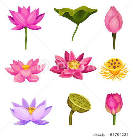 Lotus Aquatic Plant With Large Showy Flowers のイラスト素材