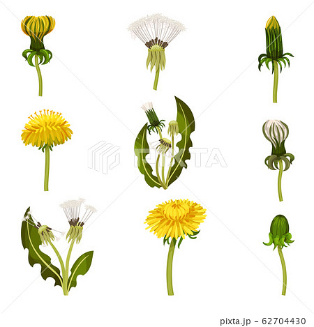 Different Dandelion Plants With Stem And Leaves のイラスト素材