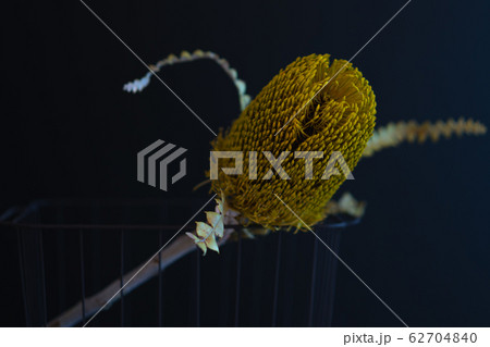 バンクシア　花　Flower  フラワー　花束　ドライ 62704840