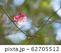 梅 62705512