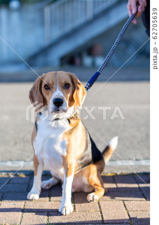 ビーグル犬 ハウンドカラー 小助の写真素材