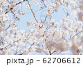 季節 春 美しさ 62706612