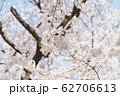 季節 春 美しさ 62706613