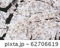季節 春 美しさ 62706619