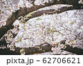 季節 春 美しさ 62706621
