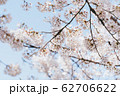 桜 花 植物 62706622