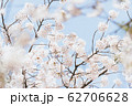 季節 春 美しさ 62706628