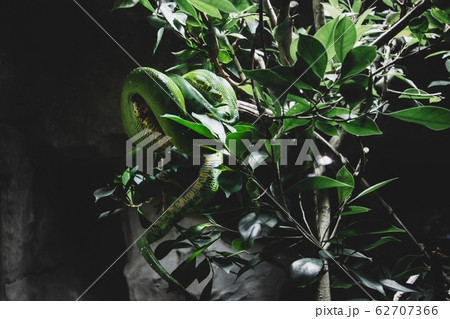A close-up view of a Green or tree python lat.Morelia viridis . Python lies curled up on a tree branch. slithering on a tree. 62707366