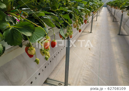 Red Japanese Strawberry hydroponic technology farm Red Japanese Strawberry hydroponic technology farm 62708109
