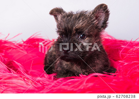 Cairn Terrier puppy dog on pink bois background. Cairn Terrier puppy dog on pink bois background. 62708238