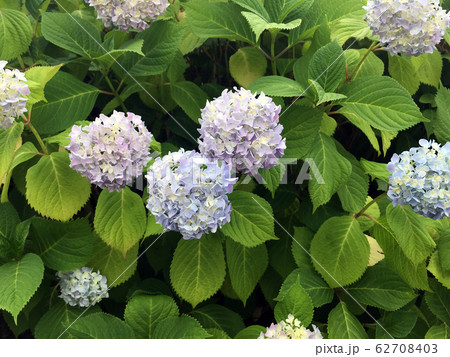 満開になった紫陽花 正面の写真素材