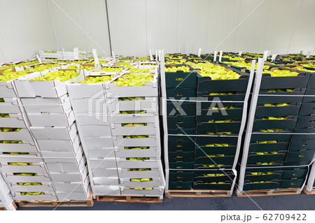 Peppers Storage 62709422