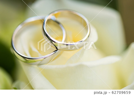 wedding rings on the rose 62709659