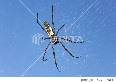 Red legged golden orb weaver spider female - Nephila inaurata madagascariensis, resting on her net, blue sky in background Red legged golden orb weaver spider female - Nephila inaurata madagascariensis, resting on her net, blue sky in background 62711484